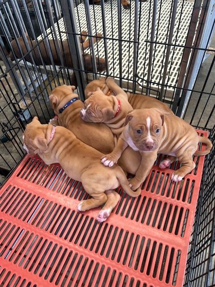 ลุกพิทบลูแบนด็อก