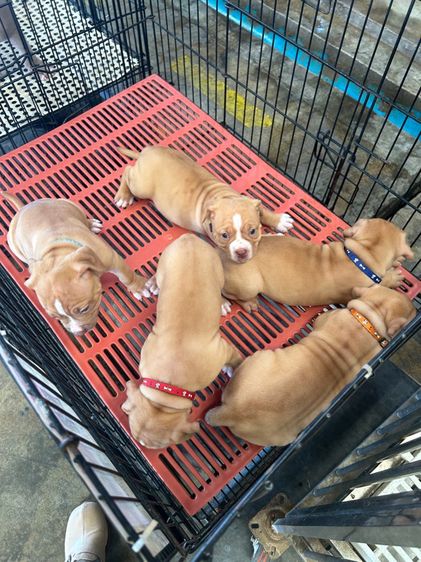 ลุกพิทบลูแบนด็อก รูปที่ 3