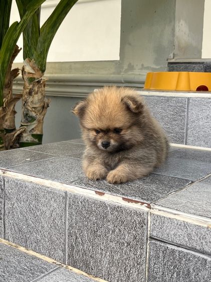 สุนัขปอมเมอเรเนียน รูปที่ 3