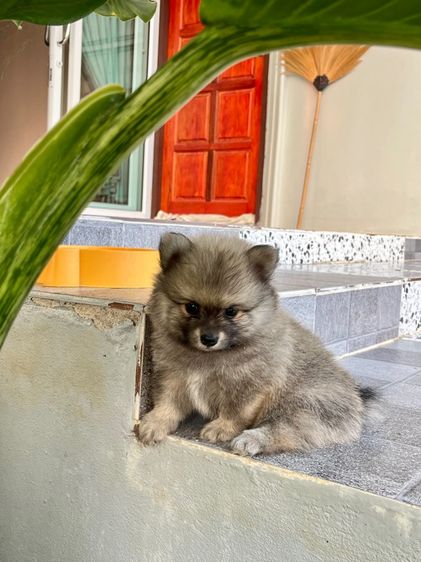 สุนัขปอมเมอเรเนียน รูปที่ 4