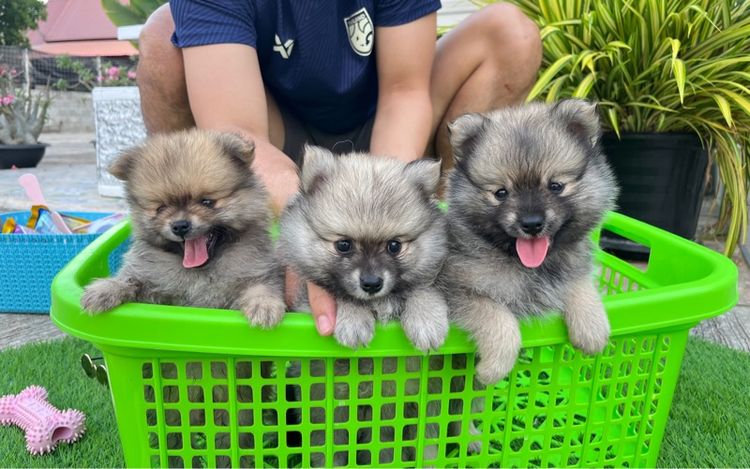 สุนัขปอมเมอเรเนียน รูปที่ 6