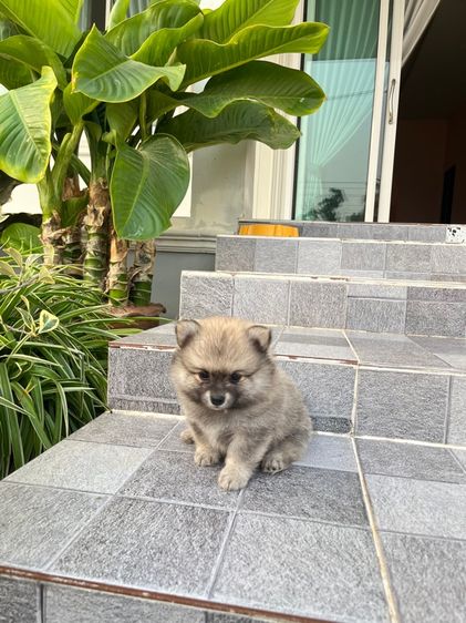 สุนัขปอมเมอเรเนียน