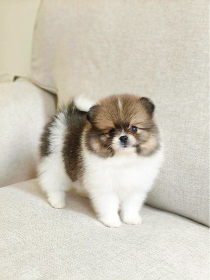 น้องปอม กับ น้องพุดเดิ้ล รูปที่ 8