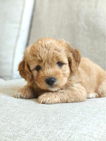 น้องปอม กับ น้องพุดเดิ้ล รูปที่ 4