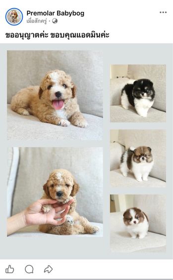 น้องปอม กับ น้องพุดเดิ้ล