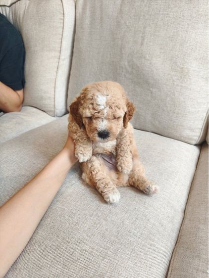 น้องปอม กับ น้องพุดเดิ้ล รูปที่ 5