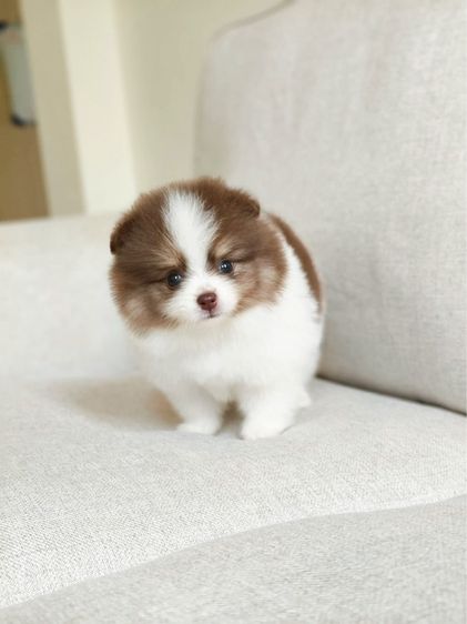 น้องปอม กับ น้องพุดเดิ้ล รูปที่ 9