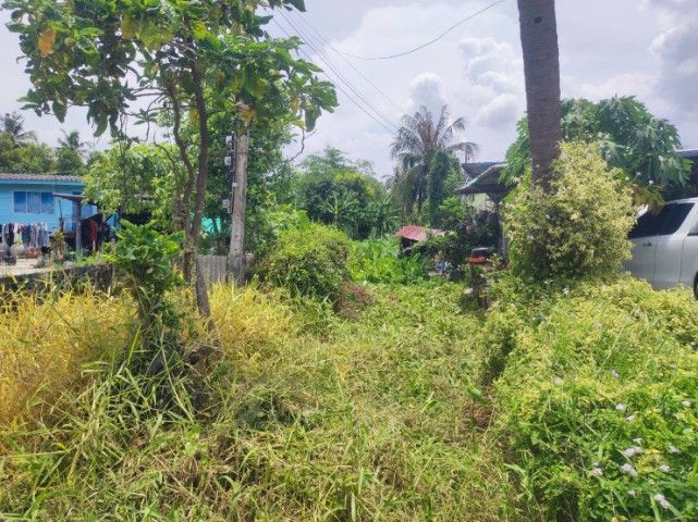 ใช่ ขายที่ดินเปล่า 50 ตรว. พื้นที่แขวงหนองจอก กรุวเทพฯ รูปที่ 2