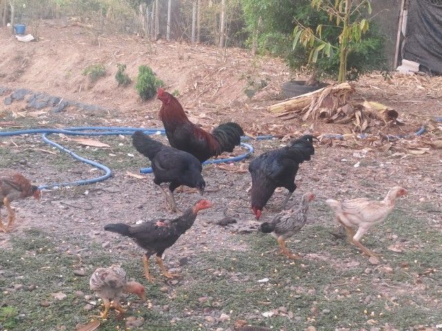 ขายไก่ประดู่หางดำ เจ้าของเลิกเลี้ยง รูปที่ 2