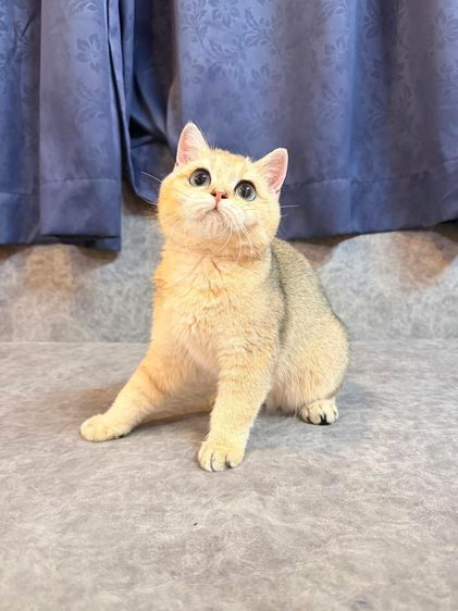 สาวน้อย บริติซ ชอทเเฮร์