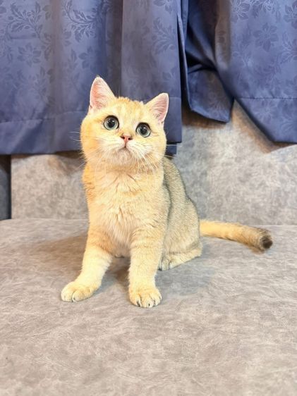 สาวน้อย บริติซ ชอทเเฮร์ รูปที่ 4