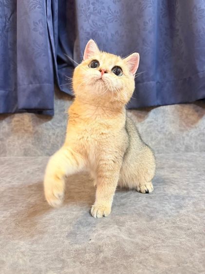 สาวน้อย บริติซ ชอทเเฮร์ รูปที่ 2