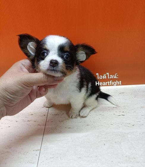ชิวาวา (Chihuahua) เล็ก ชิวาว่า..ขนยาวหญิง