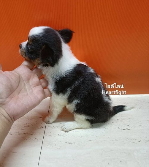 ชิวาว่า..ขนยาวหญิง รูปที่ 4