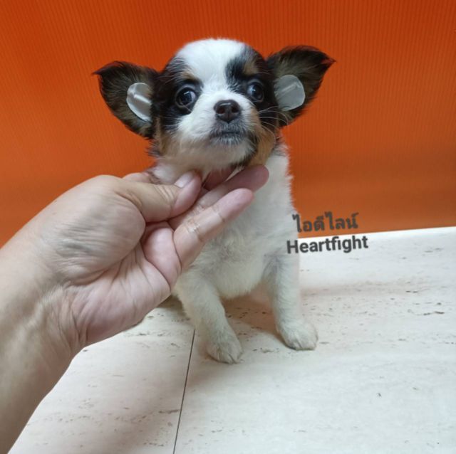 ชิวาว่า..ขนยาวหญิง รูปที่ 3