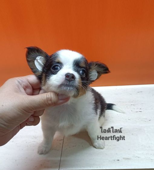 ชิวาว่า..ขนยาวหญิง รูปที่ 2