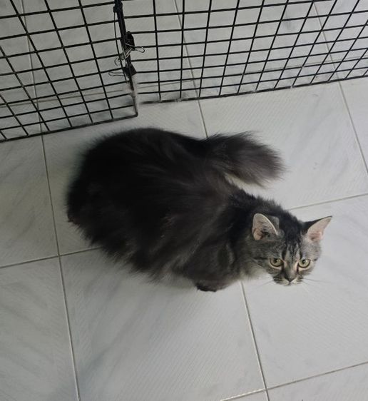 แมวเปอร์เซียผสม รูปที่ 4