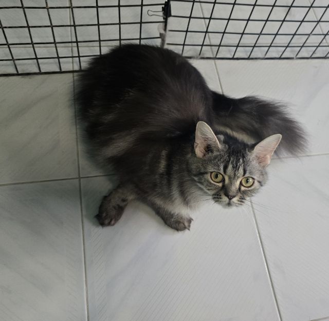 แมวเปอร์เซียผสม รูปที่ 5