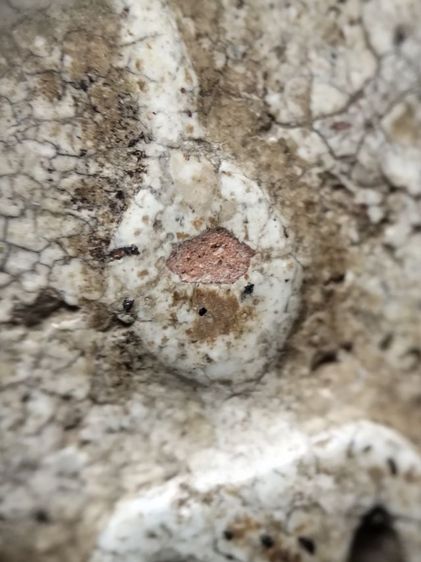 พระสมเด็จครับ รูปที่ 4