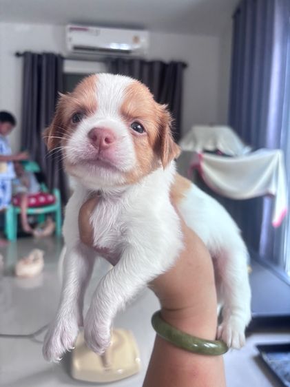 ❌ได้บ้านแล้ว❌ชิวาว่า รูปที่ 3