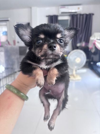 ❌ได้บ้านแล้ว❌ชิวาว่า รูปที่ 4