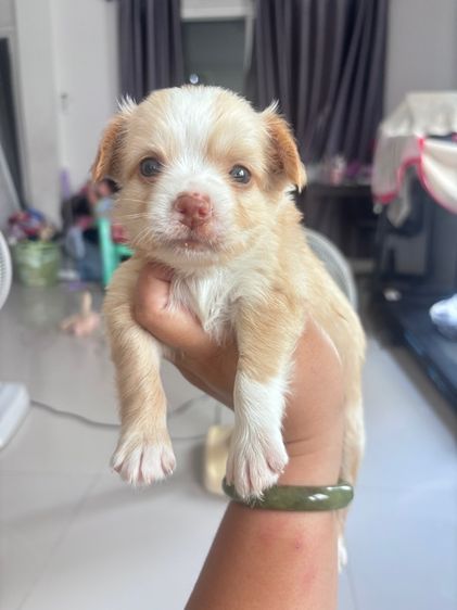 ชิวาว่า