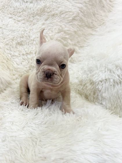 ลูกเฟร้นช์บลูด็อก รูปที่ 14