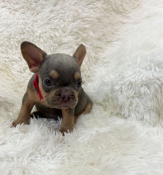 ลูกเฟร้นช์บลูด็อก รูปที่ 3