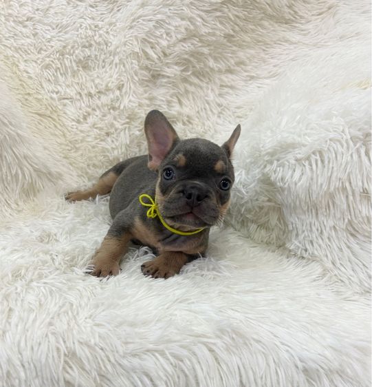 ลูกเฟร้นช์บลูด็อก รูปที่ 8