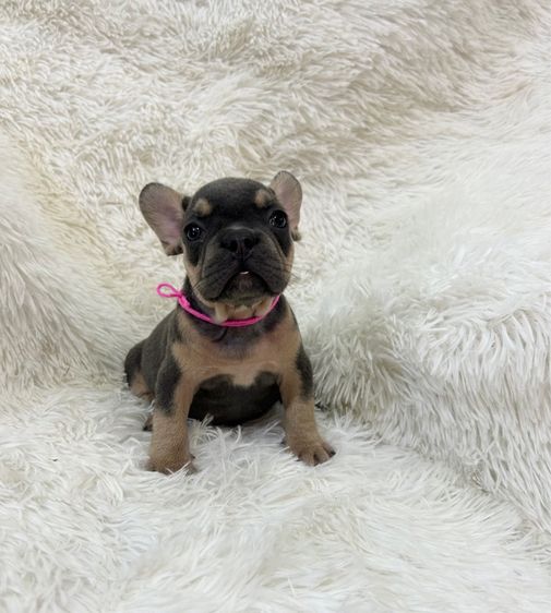 ลูกเฟร้นช์บลูด็อก รูปที่ 9