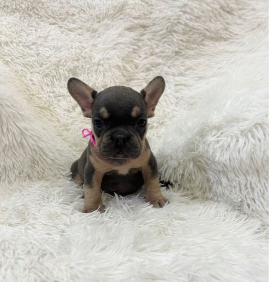 ลูกเฟร้นช์บลูด็อก รูปที่ 11