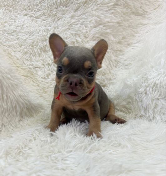 ลูกเฟร้นช์บลูด็อก รูปที่ 5