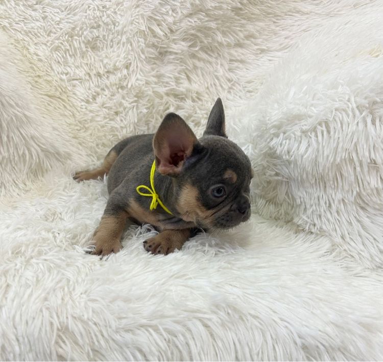 ลูกเฟร้นช์บลูด็อก รูปที่ 7