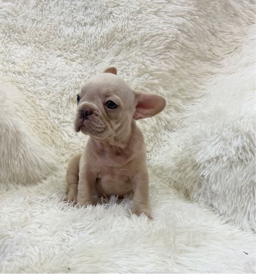 ลูกเฟร้นช์บลูด็อก รูปที่ 13