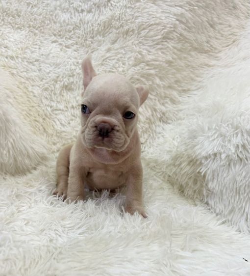 ลูกเฟร้นช์บลูด็อก รูปที่ 15