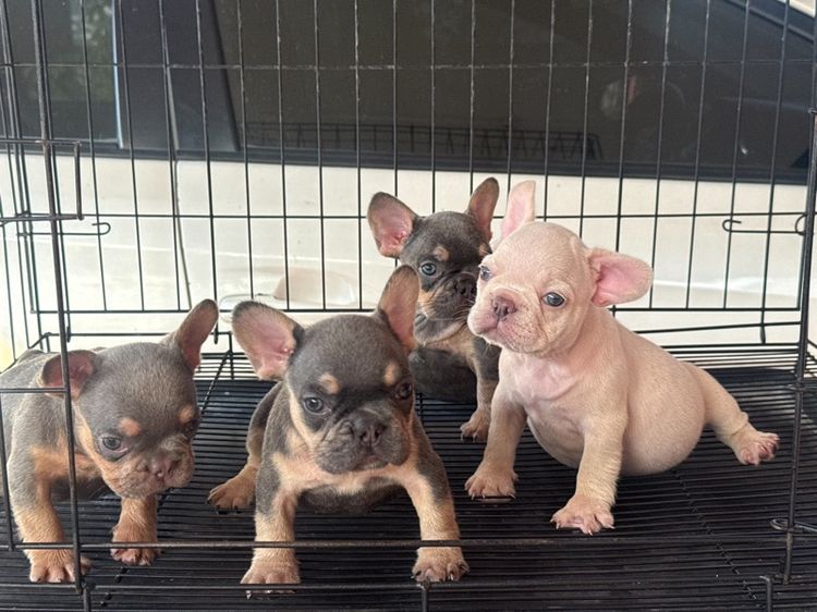 ลูกเฟร้นช์บลูด็อก รูปที่ 2