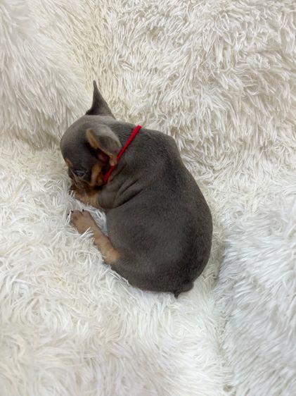 ลูกเฟร้นช์บลูด็อก รูปที่ 4