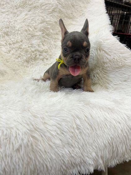 ลูกเฟร้นช์บลูด็อก รูปที่ 6