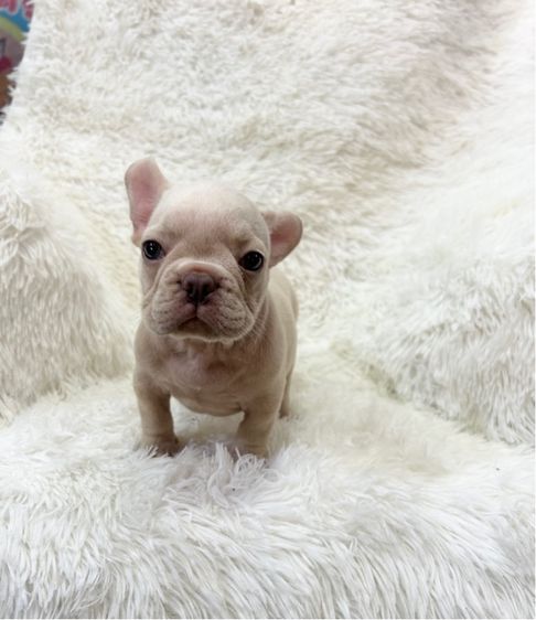 ลูกเฟร้นช์บลูด็อก รูปที่ 12