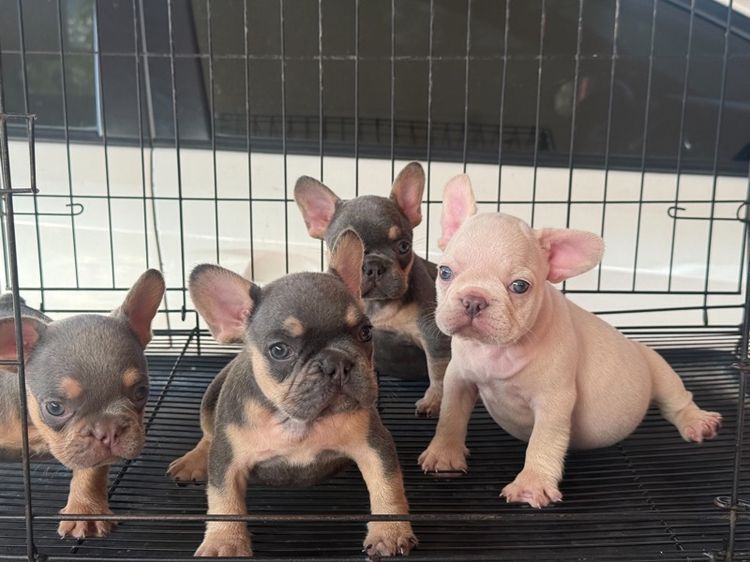 ลูกเฟร้นช์บลูด็อก