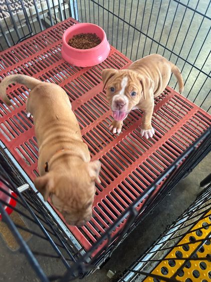 ลูกพิทบลูแบนด็อกเมียทั้ง2  รูปที่ 6