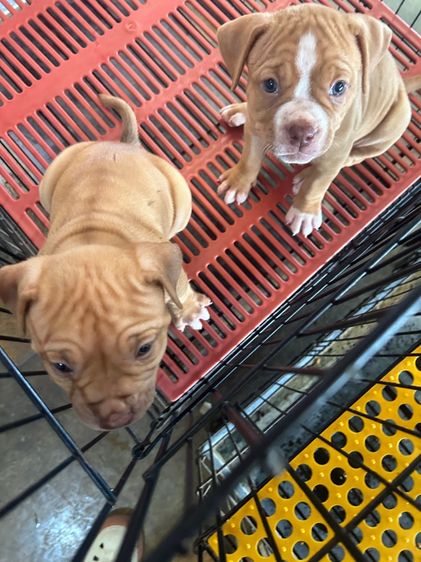 ลูกพิทบลูแบนด็อกเมียทั้ง2  รูปที่ 2