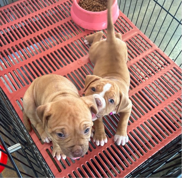 ลูกพิทบลูแบนด็อกเมียทั้ง2  รูปที่ 4