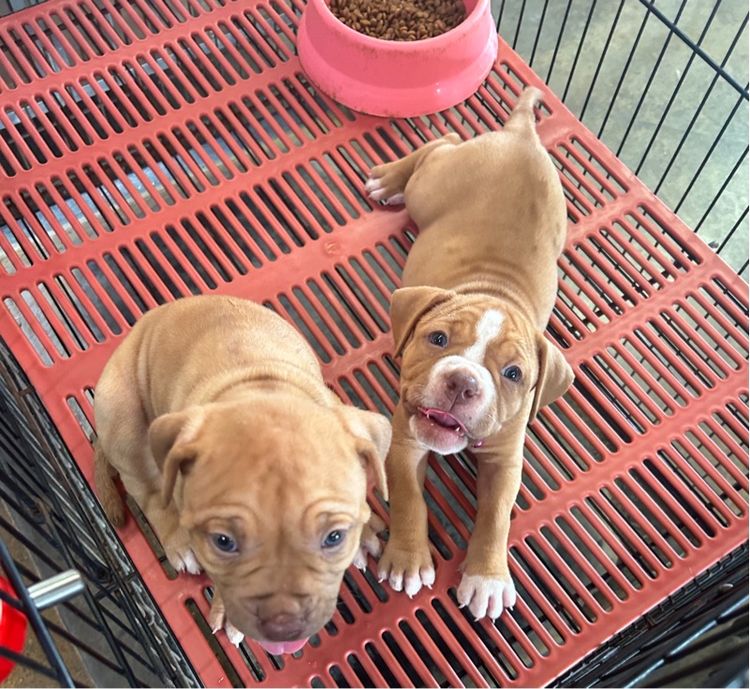 ลูกพิทบลูแบนด็อกเมียทั้ง2  รูปที่ 3