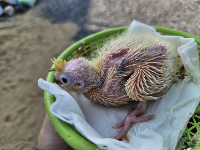 ลูกป้อน ค๊อกคเทล