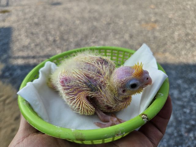 ลูกป้อน ค๊อกคเทล รูปที่ 5