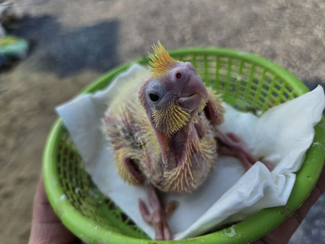 ลูกป้อน ค๊อกคเทล รูปที่ 3