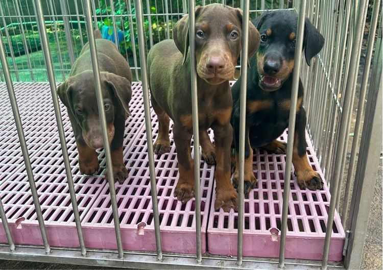 ลูกโดเบอร์แมน เมียทั้ง2 รูปที่ 5