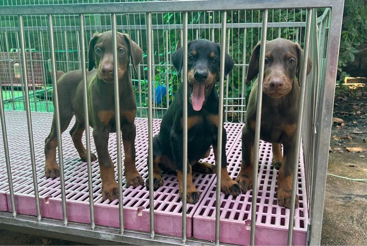 ลูกโดเบอร์แมน เมียทั้ง2 รูปที่ 2