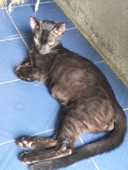 ลูกแมวเบงกอลแท้ รูปที่ 3